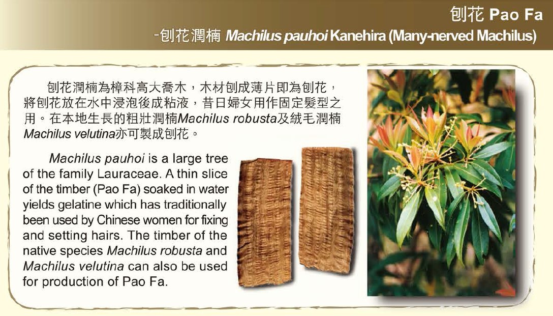 刨花 - 刨花潤楠 