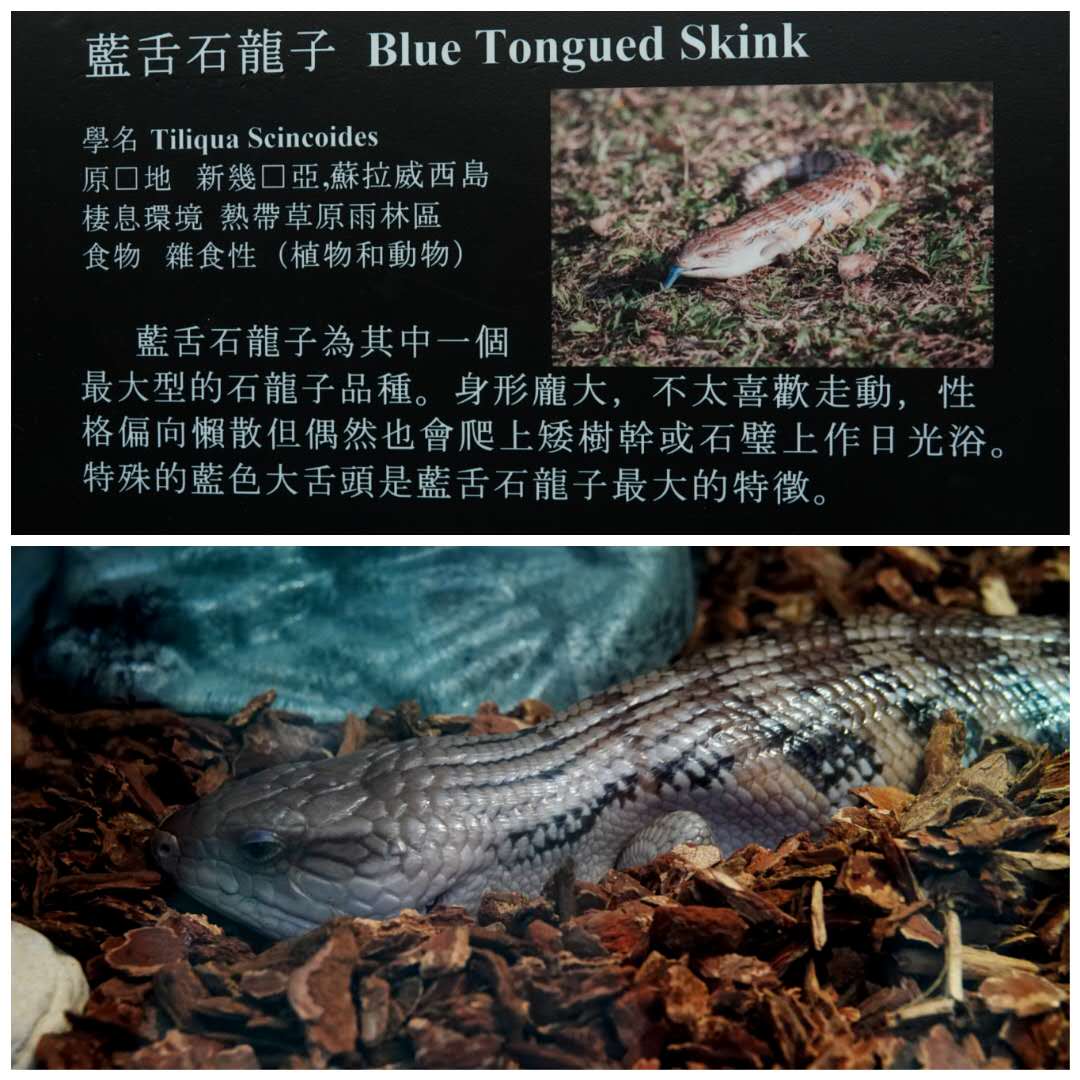 香港北區花鳥蟲魚展覽2018攝影分享