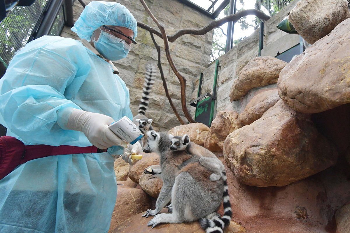 關懷備至:  香港動植物公園採取嚴格的防疫措施，飼養員進入籠舍前須穿上保護衣和消毒鞋履，也會利用探熱槍監察動物的健康狀況。