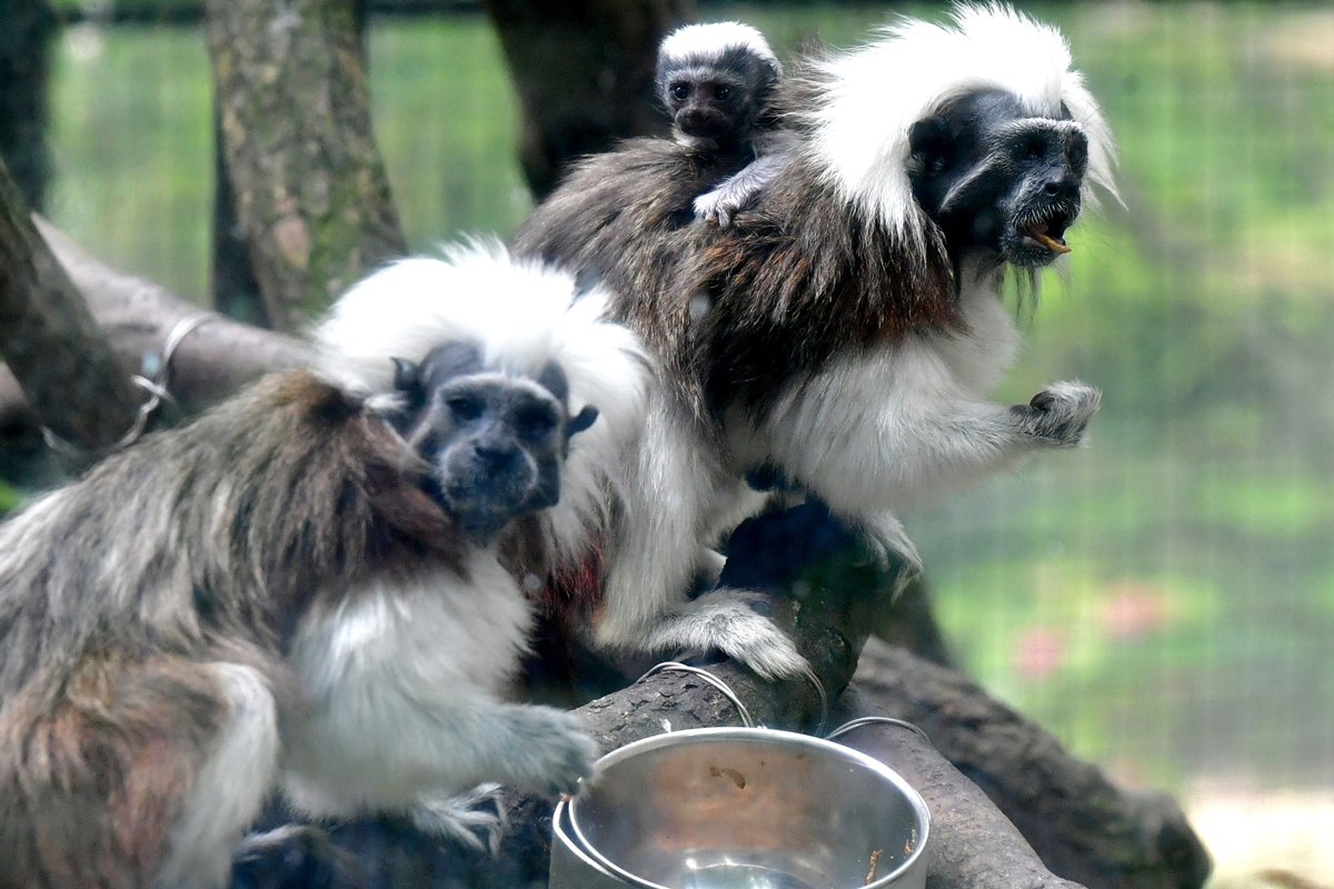 喜迎新生:  抗疫期間，飼養員悉心照料園內動物，無微不至，公園更增添了幾位新成員，包括棉頂狨猴誕下的小寶寶。