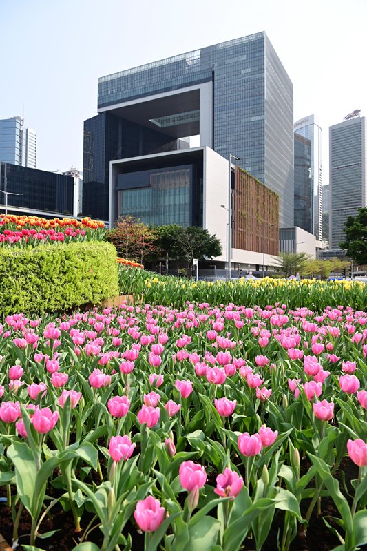 繁花綻放:  設於中西區海濱長廊（中環段）的花圃有約15,000株色彩繽紛的鬱金香。