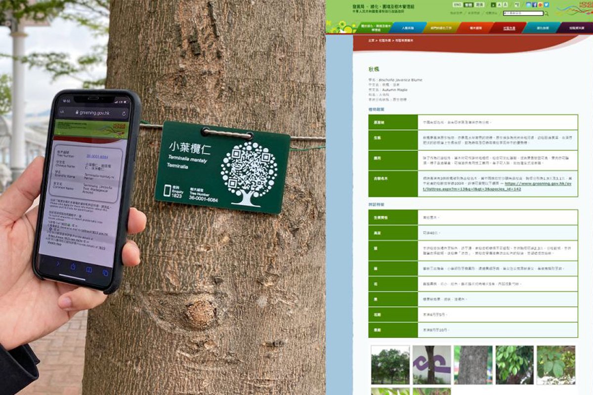 深入了解:  市民利用手機掃描樹牌上的二維條碼，即可登入樹木管理部門網站（圖右），獲取更多資料。
