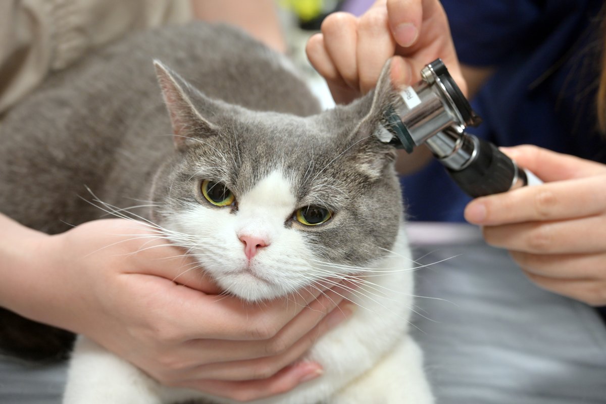 毛孩得益:  中心2019年成立以來，每年約有三萬至四萬隻貓狗接受檢查和治療。
