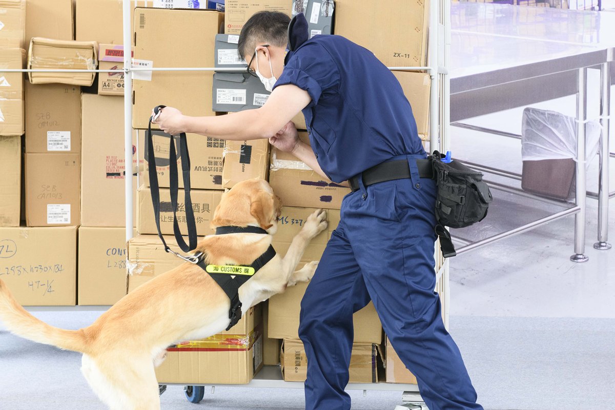 緝私助手:  海關領犬員帶領槍械搜查犬示範嗅查工作。