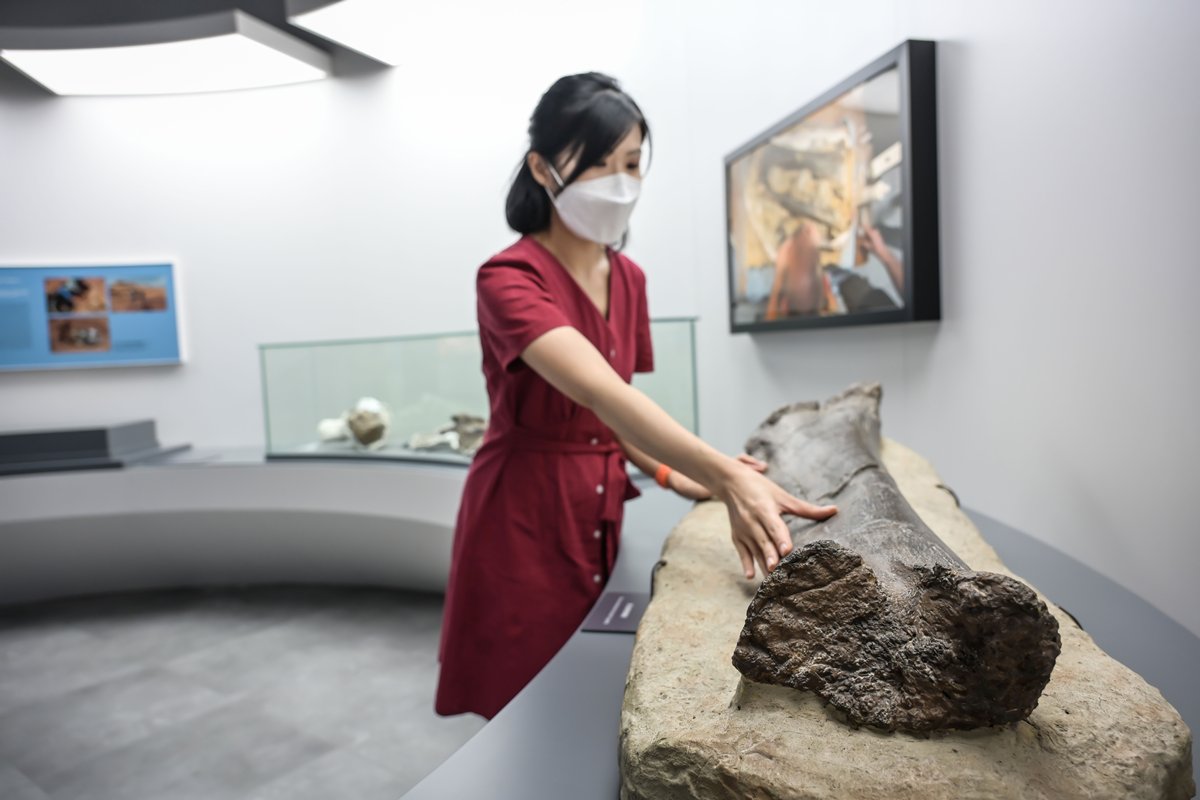 觸摸化石:  展覽設有恐龍研究室，解構古生物學家，如何運用最新技術研究恐龍化石，參觀者更有機會觸摸蜥腳類恐龍脛骨化石真品。
