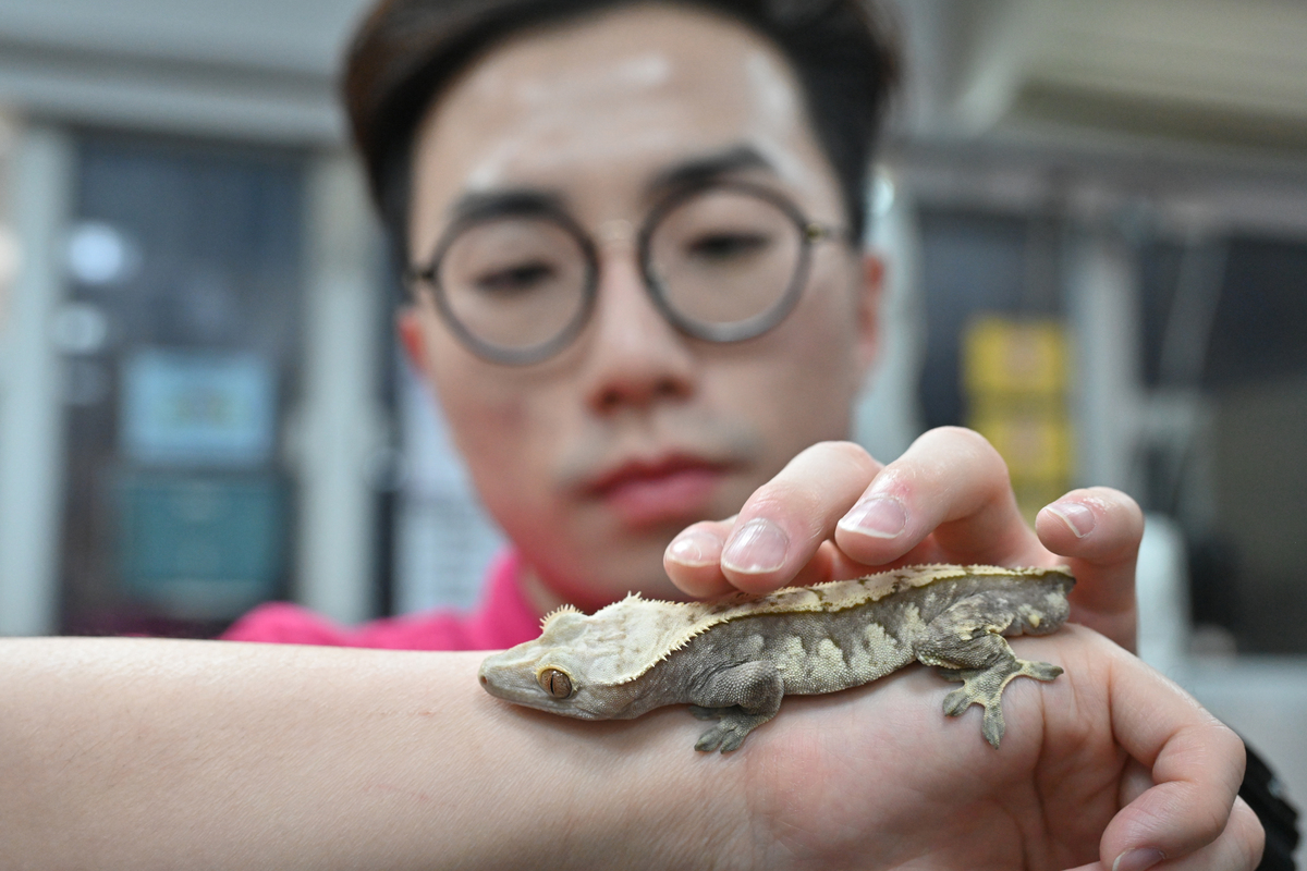 等待領養:  香港兩棲及爬蟲協會正為睫角守宮Blue配對新主人。