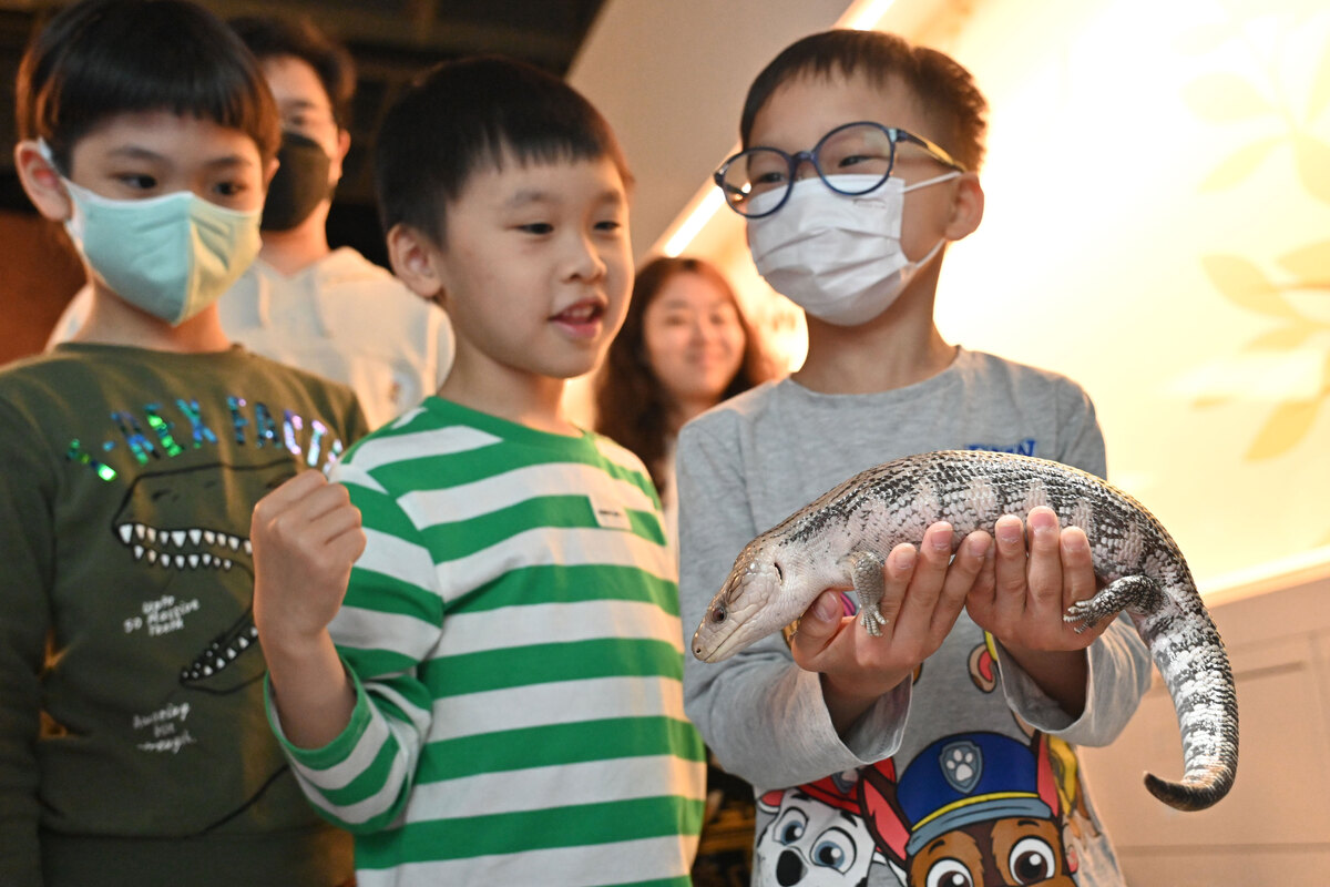 有趣體驗:  在科學館親親兩棲爬行動物生物多樣性工作坊上，參加者可接觸藍舌石龍子，藉以認識爬行動物。