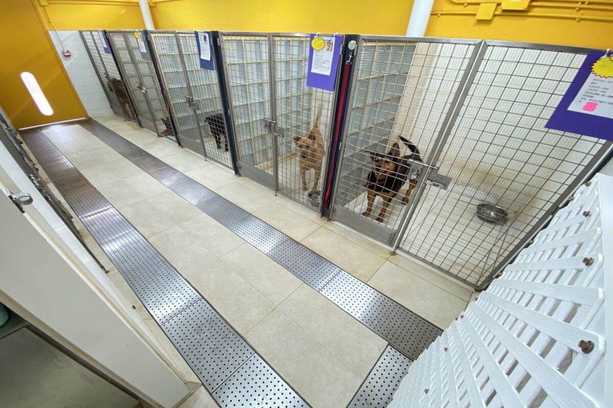 容身之所:  流浪動物收容中心獲批元朗短期租約用地和資助，不僅活動空間較大，更有空調和排水系統，為狗隻提供舒適的居住環境。