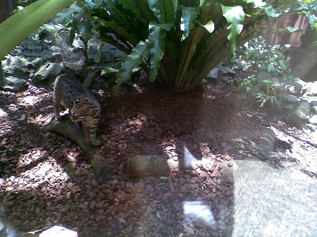 嘉道理農場暨植物園飼養的豹貓 