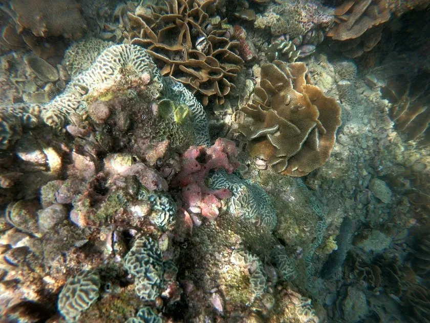 色彩繽紛的石珊瑚群