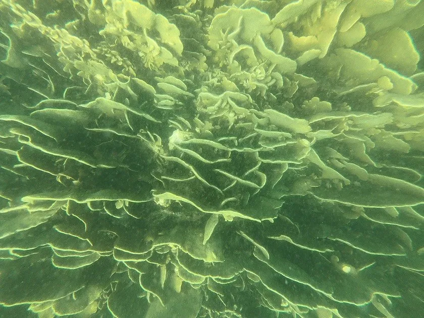 色彩繽紛的石珊瑚群