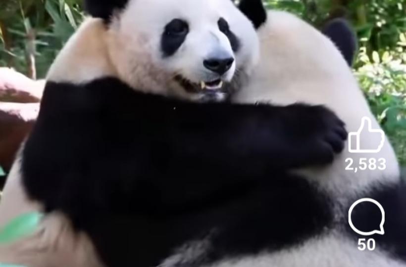 花花每天和妹妹和葉一起...-...