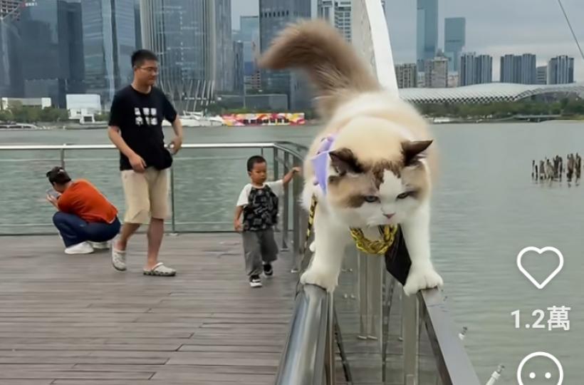自律的小貓爺母庸置疑...