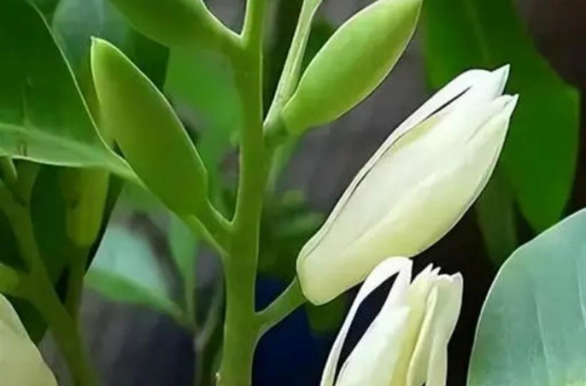 它開花比茉莉花还香被称為香味之王...