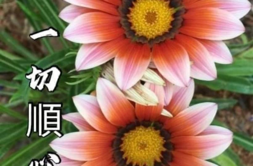 各位午安一切順心順意...