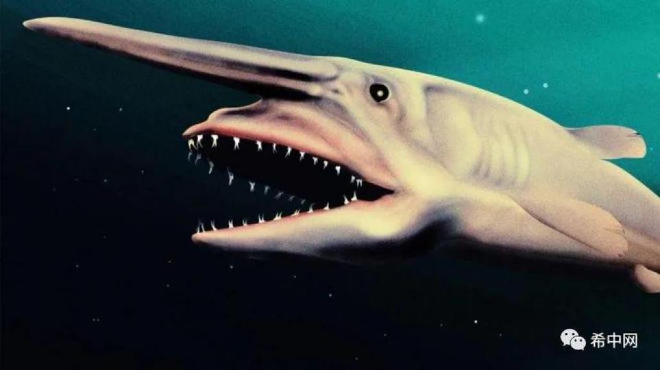 歐氏尖吻鯊又叫哥布林
鯊,它存在世界約有1億
多年,它是一種生活在
水深200多米沒有光綫
深海中,主要以魷魚,蟹
小魚爲食...
