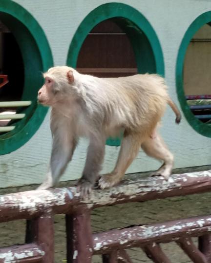 在明媚的陽光下,靈猴在木欄上瀟灑地散步!
屋邨居民都駐足觀看....