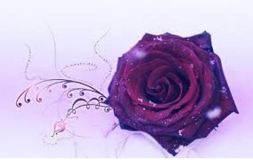 紫色玫瑰－永恆的愛、浪漫真情、珍貴獨特、憂鬱、夢幻、愛做夢, 希望大家喜歡!...