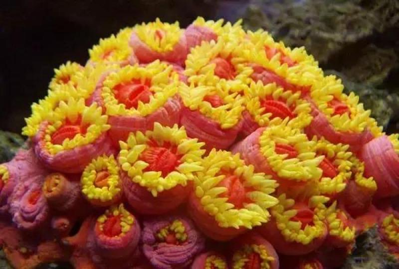太陽花珊瑚分布在太平
洋海域深20米的洞穴中
它喜歡在較陰暗處群緊
成半球狀,而且衹在陰暗
處才伸展它金黃色的觸
手捕捉浮游生物爲食。...