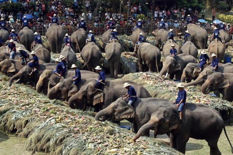 在泰國曼谷每年3月13日
會舉行全國大象日活動，
人們帶領大象享受提供的
"大象自助餐"...