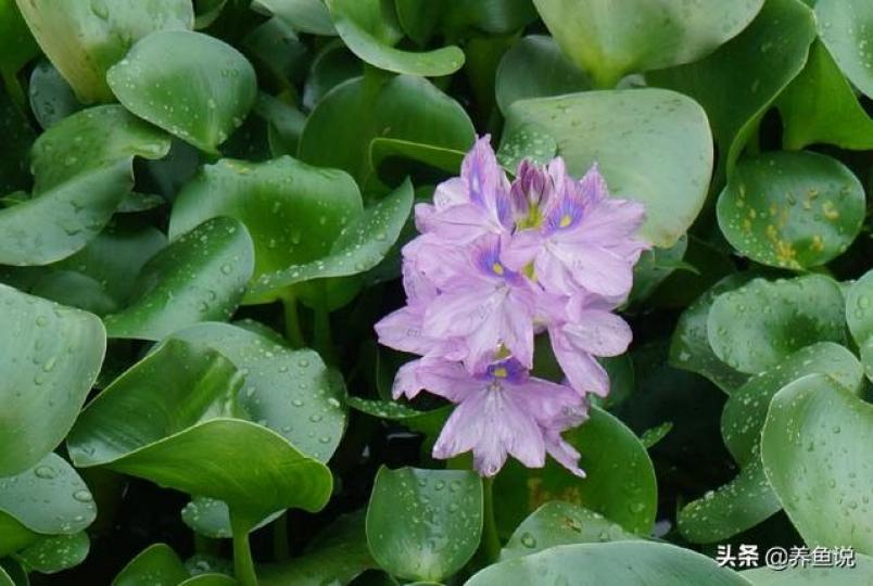 布袋蓮又名水浮萍,是
生長速度最快的植物
之一,它可作猪飼料外
可以淨化水中的汞.鎘
鉛等,也可用來美化環
境,它開的花一般呈紫
色,還有香味。...