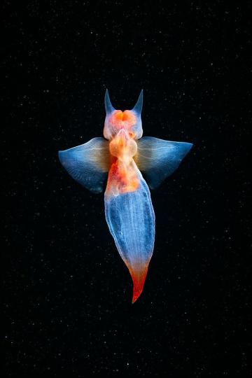 裸海蝶,俗稱海天使,生活
在北冰洋及南冰洋深水
處,是一種半透明雌雄同
體的海洋動物。...