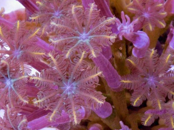 它不是花朵,是存在於海
洋中的丁香水螅,分布在
印度洋和太平洋,身體有
8根觸鬚,形狀好似盛開
的花朵,會食浮游生物和
微量元素爲生...