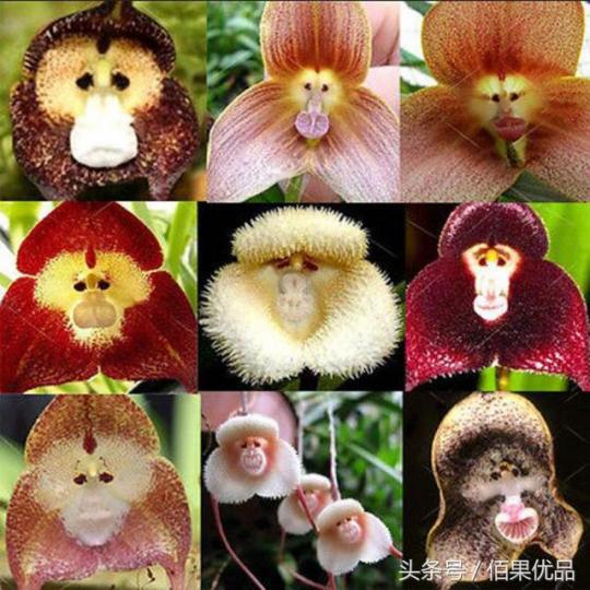 各種非常趣致的猴面蘭花。...