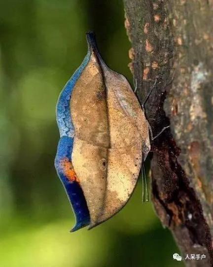 枯葉蝶,分布在日本沖繩.印度
尼泊爾和中國,它形態在合翼
時極象一片枯葉,但當它展開
雙翼展現在你眼前的美麗一
定令你驚嘆...