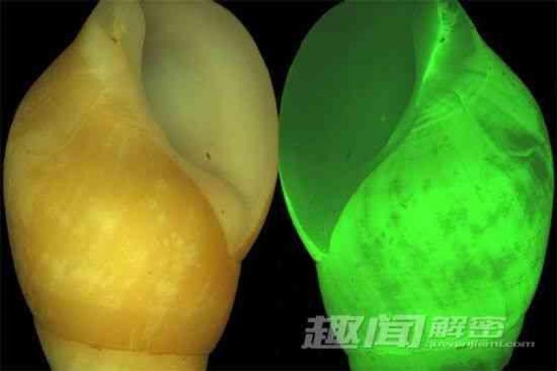 黃平軸螺具有獨特的發
光能力,它的殻內有一
微小的發光器官,能發
出綠色光,綠光又被螺
殻增强放大,讓整個螺
殻都充滿綠色光,這可
能是它鎮攝强敵的生
存本能。...