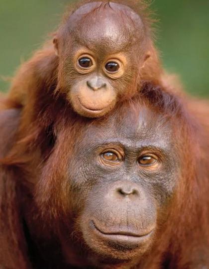 紅毛猩猩,主要分布在馬
來西亞和印度尼西亞的
婆羅洲及蘇門答臘島，
據科學研究分析,紅毛猩
猩和人類的基因相似度
高達96.4%,紅毛猩猩系
極度頻危的動物之一。...