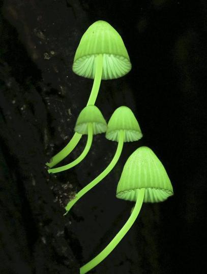 發光蘑菇,在日本神戶的
六甲山有一種生長在樹
上的發光蘑菇,這種蘑菇
體內有一種發光物質，
當其接觸空氣就會産生
象瑩火蟲一樣的瑩光，
在夜色里十分迷人。...