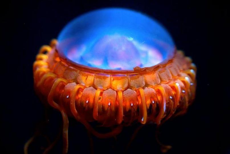 警報水母,它身體逞現出
令人驚嘆的美麗色彩和
光綫,看起來好象外星飛
碟,它跟大多數水母一樣
沒有消化系統,呼吸系統
和中樞系統。...