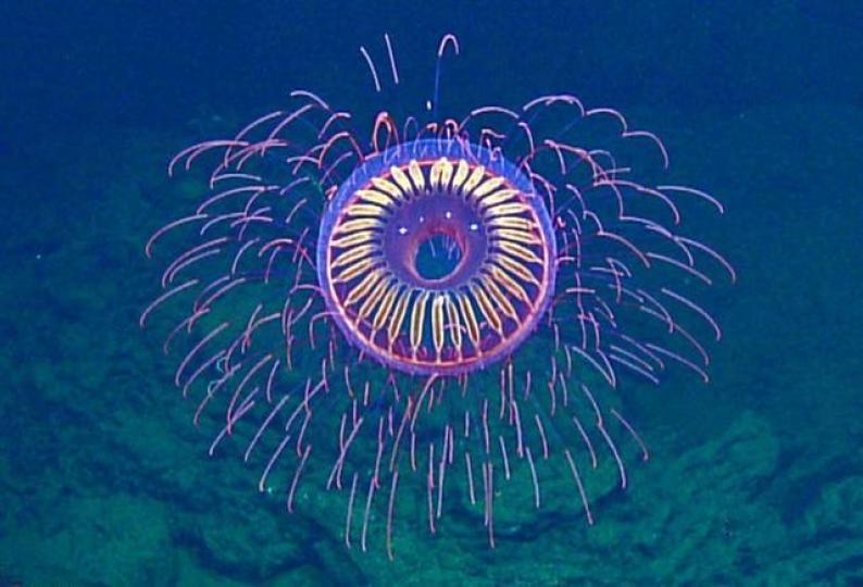 海洋勘察人員在墨西哥
的深海發現一隻非常罕
見水母,稱它"烟花水母"
因它傘形外表有散射光
從遠處看象是綻放的烟
花。...