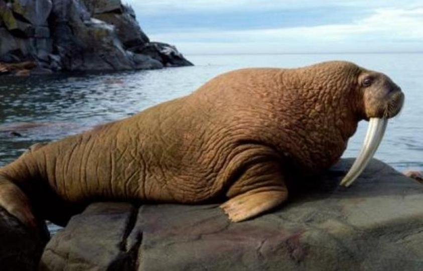 海象分布在北極洋和北
太平洋,身長3米至3,6米
故名思義它是生活在海
里的大象,雄性體重可達
1.7 00公斤,雌性亦可達
1.250公斤,身重體大皮
厚多皺,有稀疏的硬毛而
沒有外耳,海象很難在陸...