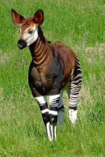 剛果共和國 有一種哺乳
類動物,它的外型就象
斑馬和長頸鹿的綜合體
雖然它的頸比長頸鹿短
了許多,但因血緣和長
頸鹿比較接近,所以得
名斑馬長頸鹿。...