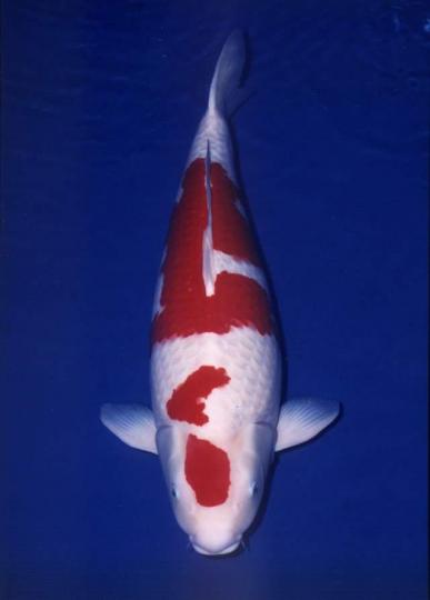 日本最昂貴觀賞魚之一：
錦鯉樓蘭,它曾兩次在日
本錦鯉年度大賽中奪冠
它體狀優美,雪白和寶
紅色的皮膚,在一次拍賣
會上以2000萬元高價賣
出。...