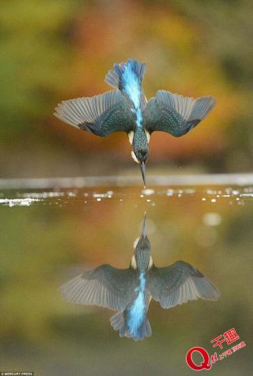 外國一名攝影師爲了拍得
一張完美的翠鳥系河面飲
水相片,用左6年時間努力
不懈鍾於完成心願...