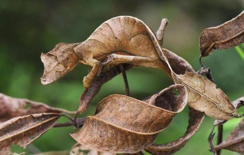 撤旦葉尾壁虎是一種森林壁
虎,身長約9厘米,生活在馬
達加斯加,聚眼睇它極象一
片枯葉,實在系僞裝高手。...