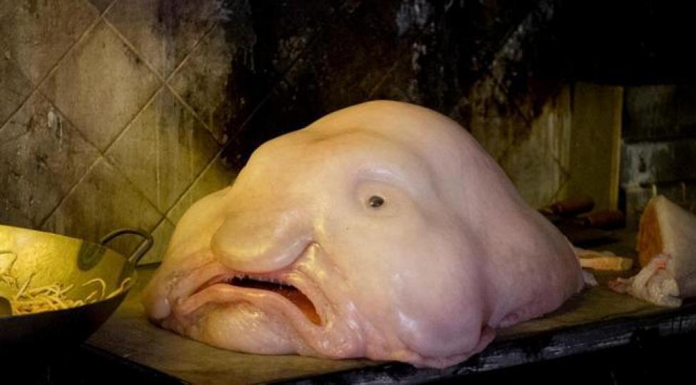 "水滴魚"俗稱憂傷魚,生活
在澳洲塔斯曼尼亞和紐西
蘭附近深海。看它一間的
憂傷醜陋面容,被選世界最
醜陋動物實在當之無愧。...