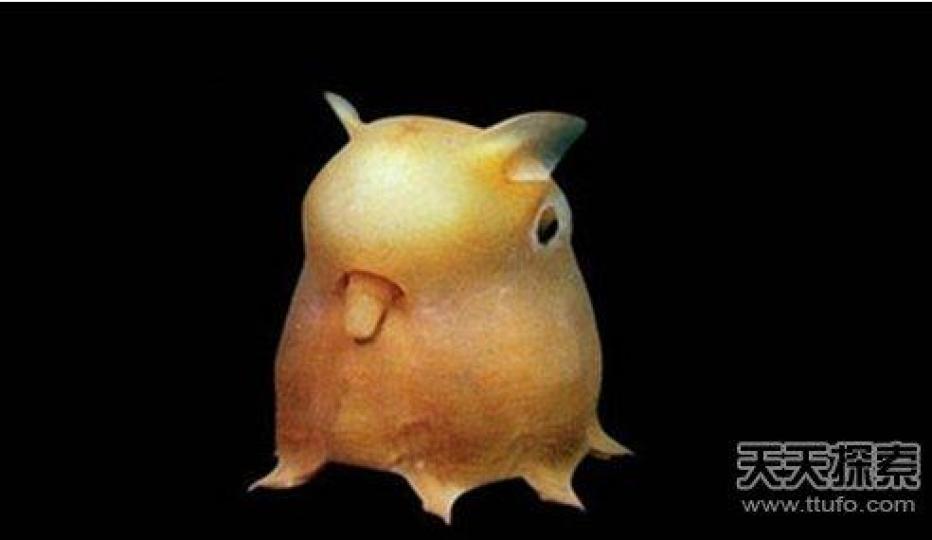 奇怪外表,看起來象迪士尼中
的小飛象,它生活在3000多米
深漆黑深海區,是罕見的章魚
類動物。...