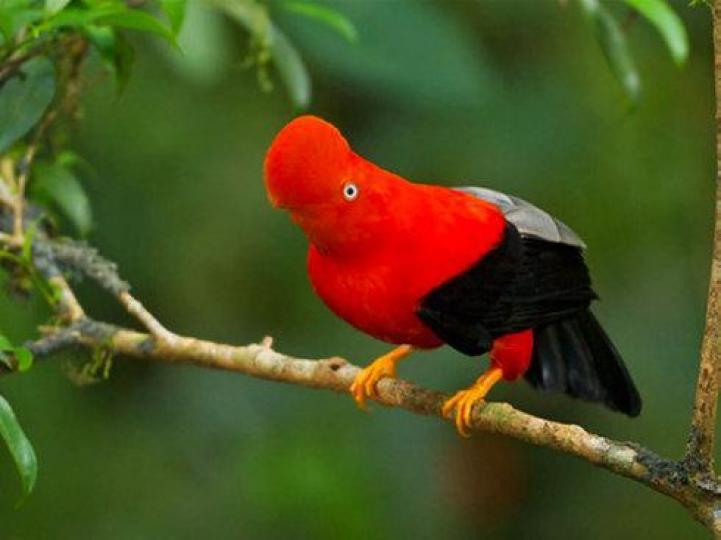 安第斯動冠傘鳥,分布在南
美州安第斯山區雲霧林中
它是秘魯的國鳥。...