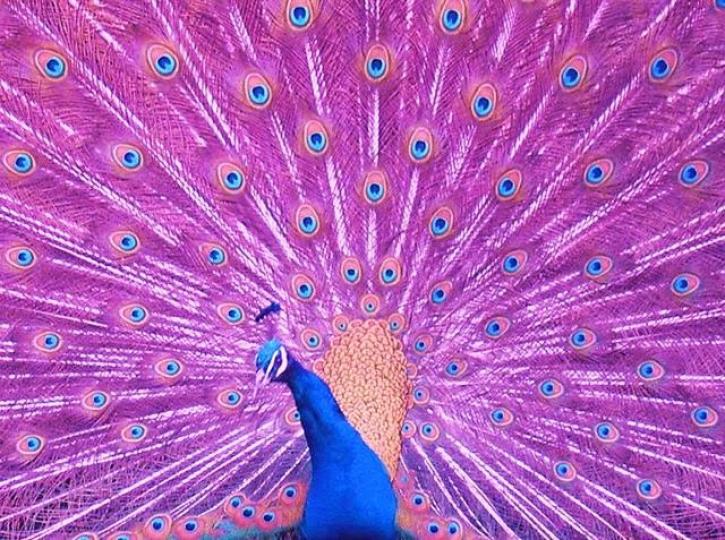 罕見的紅色孔雀,它生活在
南亞地區,孔雀是印度國鳥
雄性孔雀以其美麗的尾巴
展示而聞名于世。...