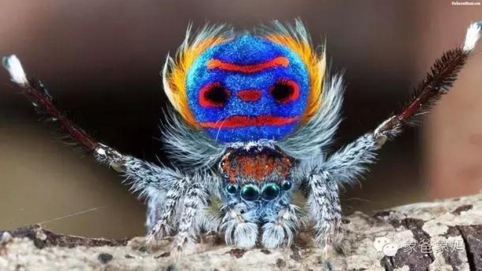 你見過象孔雀開屏的蜘蛛嗎？你見過會
跳舞的蜘蛛嗎？一種生活在澳大利亞的
蜘蛛既能開屏也能跳舞,它就是體色艷麗
的孔雀蜘蛛。...