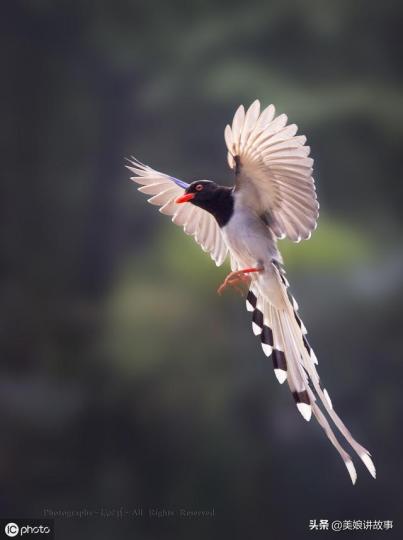 難得一見優美姿態的紅嘴
藍鵲,它是大型鳥類長55至
65公分,分布在喜馬拉雅山
胍,印度東北,中國,緬甸。...