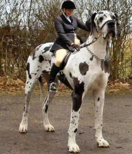 大丹犬是世界最大的
狗,原産於德國,被歐
洲王室貴族飼養,是
當時貴族身份地位象
徵。但大丹犬有一致
命缺點,壽命衹有8至
10年,系短命狗隻之一...