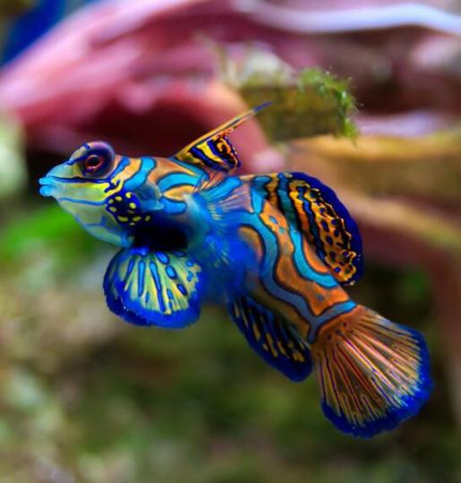 青蛙魚,又叫藍色桂魚
通常在澳大利亞南太
平洋出現,因異常美麗
鮮艷色彩令它價值很
高很受愛好觀賞魚人
士歡迎,是世界十大最
鮮艷魚類。...