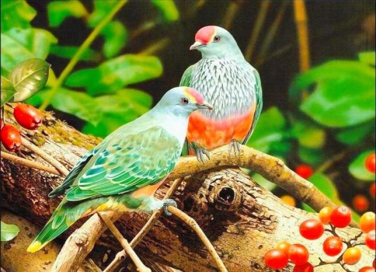 帕勞島果鳩,它是白琉地
區特有品種,也是帛琉共
和國的國鳥。...