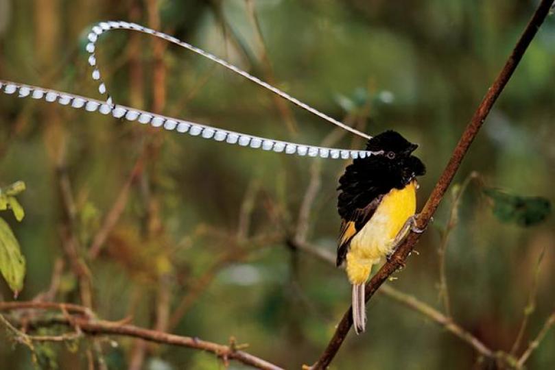 薩克森極樂鳥又叫薩克森
天堂鳥,是生活在新幾內亞
的一種美麗的極樂鳥,它頭
上一對足有半米長的飾羽
是其最引入注目的地方。...