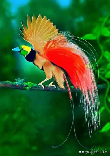 天堂鳥又叫極樂鳥是世界
上最美麗鳥兒之一,大部分
雄鳥都有色彩繽紛外表,它
的羽毛非常華麗,求偶時會
展示美麗外表還有優雅舞
蹈表演。...